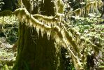 PICTURES/Ho Rainforest - Hall of Mosses/t_Mossy Branch4.JPG